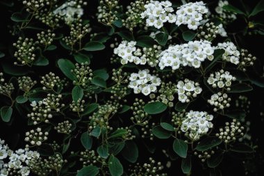 Bahar bahçesindeki beyaz çiçeklerin yemyeşil dalları. Klasik hippi esmer tarzı. Seçici odak.