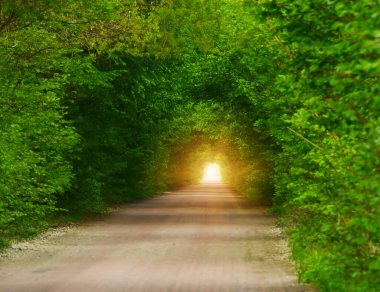 Yolun üzerindeki ağaç dallarından yeşil tünel. Toprak bir yolda kavis çizen ağaçlar. Yumuşak seçici odak.