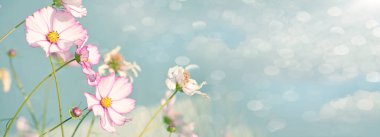 Güneşli bir günde kozmosun parlak çiçekleri gökyüzüne karşı. Yazın çiçekli arka plan. Pankart. 