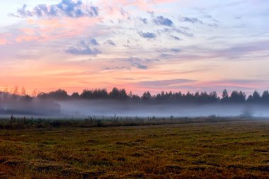 Sabah erkenden, tarlada hasat zamanı. Kendi çimenlerim ve sisim tarlanın üzerinde.