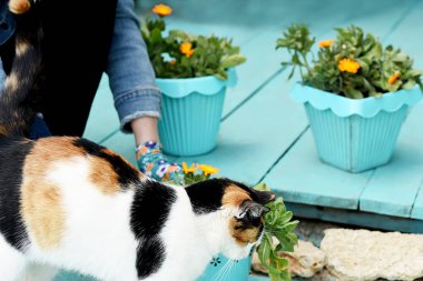 Bahçedeki saksılara çiçek dikmek. Eldivenli eller toprağa çiçek diker.