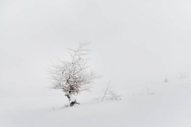Kış doğal minimalizmi. Beyaz bir sis ve karlı bir çayırda beyaz dondaki yalnız bir ağaç. Seçici yumuşak odak.