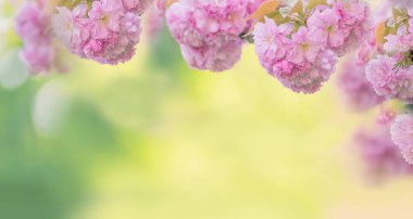 Hassas pembe sakura çiçekleri ve kısa bir tarla derinliği. Çiçekli Ağaç Bahar Çiçekleri ile Güzel Doğa Sahnesi