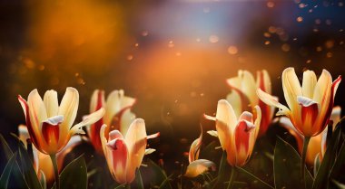 Koyu arkaplanda çeşitli laleler bulunan çiçekli yatay arkaplan.