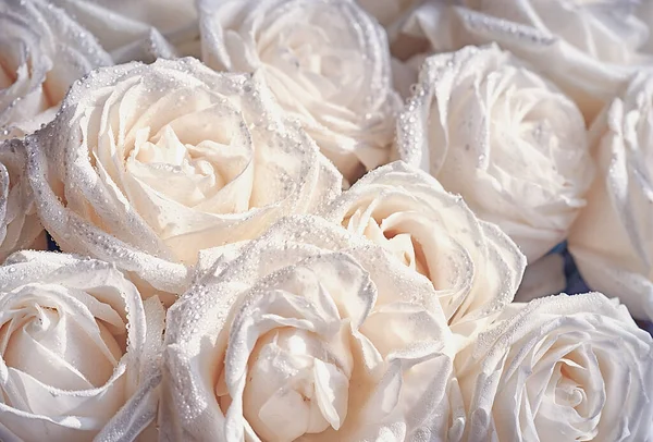 Beaucoup Roses Blanches Sont Une Vue Dessus Style Vintage — Photo