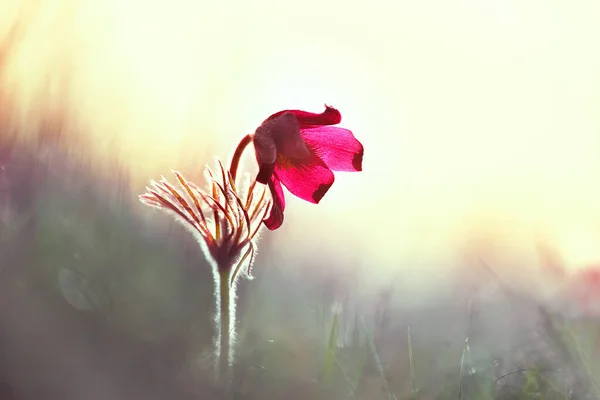 Artistic Photo Very Soft Focus Spring Flowers Dream Grass Misty — Stock Photo, Image