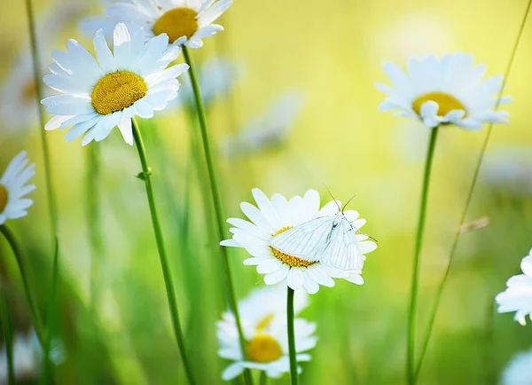 Grüne Wiese Mit Kamille Weißer Schmetterling Auf Zarten Blüten Weiche — Stockfoto