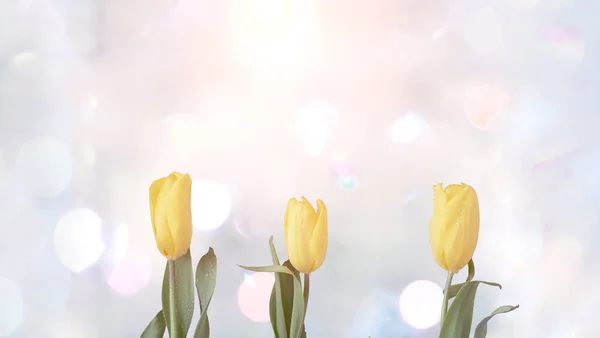 Blommor Gula Tulpaner Bakgrund Himlen Med Moln Det Mjuka Solljuset — Stockfoto