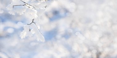 Kış arkaplanı karlı ve buzlu ağaç dallarıyla mavi gökyüzü zemininde. Noel ya da yeni yıl kış konsepti.