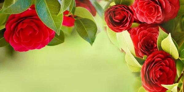 Czerwone Kwiaty Kamelii Miękkie Ukierunkowanie Selektywne — Zdjęcie stockowe