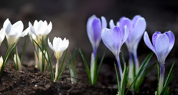 Tenra Primeira Primavera Flores Brancas Crocos Lilás Gotas Água Após — Fotografia de Stock