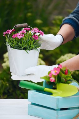 Bahar çiçekleri ve bahçe aletleri ile bahçe konsepti.