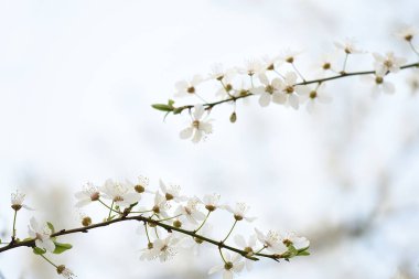 Çiçek açan sakura dalları ya da kiraz, hafif doğal bir arka planda. Doğadaki minimalizm. bahar çiçeği arkaplanı. 