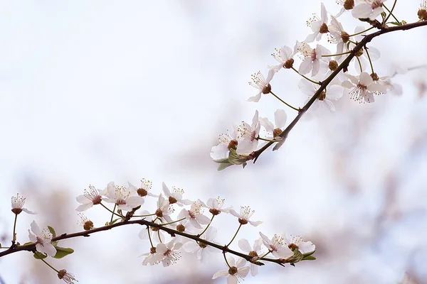 Větve Kvetoucí Sakury Nebo Třešně Světlém Přírodním Pozadí Minimalismus Přírodě — Stock fotografie