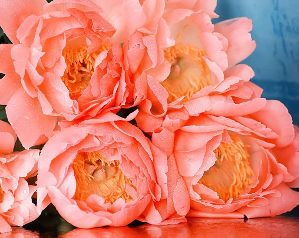 Floraler Heller Hintergrund Pinkfarbene Pfingstrosen Aus Nächster Nähe Selektiver Weicher — Stockfoto