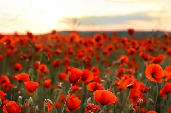 Campi Con Papaveri Rossi Tramonto Focus Selettivo — Foto Stock