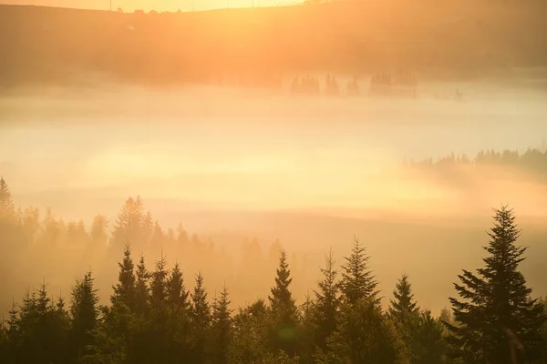 Silhouetten Von Tannen Dichten Nebel Den Goldenen Strahlen Des Frühen — Stockfoto
