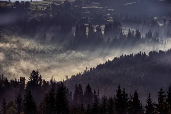 Ködös Táj Fenyőerdő Ködben Fénysugarak Szüreti Retro Stílusban — Stock Fotó