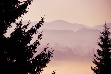 Köknar ağaçlarının siluetleri ve ince pembe bir sis içinde köknar ağaçlarıyla kaplı dağ yamaçlarının manzarası. Sanatsal fotoğraf. Seçici odak.