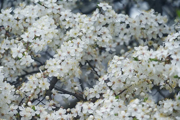 Ramos Com Flores Primavera Delicadas Brancas Árvore Fruto Floração Cerejeira — Fotografia de Stock