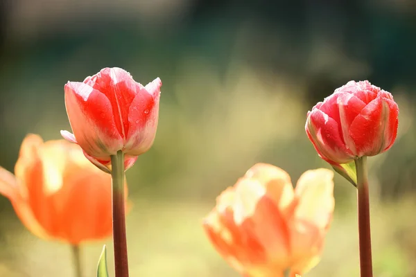 Zarte Rosa Tulpen Garten Vor Natürlichem Grünen Hintergrund — Stockfoto