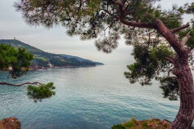Adanın kayalık kıyılarında denize bakan çam ağaçları. Sakin deniz manzarası. Princes Adaları. Büyükada. İstanbul.