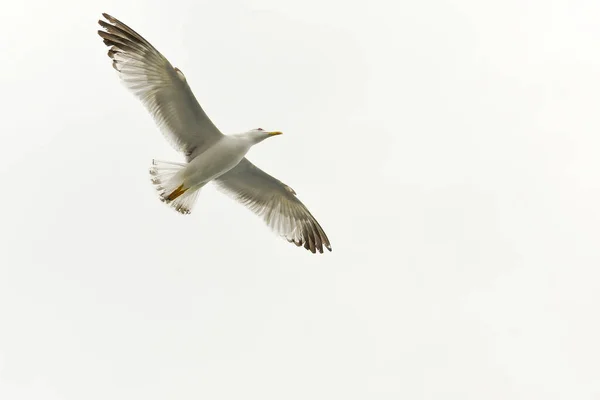 白い背景を飛行中の翼を広げた海鳥のカモメ — ストック写真