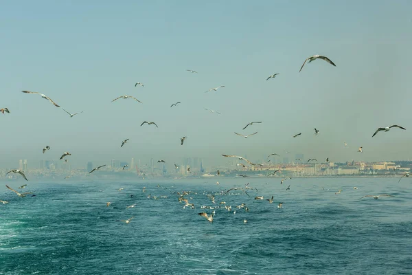Birçok deniz kuşu sabahın erken saatlerinde Boğaz üzerinde uçar. İlkbaharda İstanbul 'a tepeden bakan siste Boğaz.