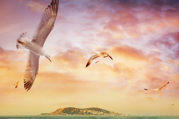 Les Mouettes Volent Dans Ciel Dessus Des Îles Des Princes — Photo