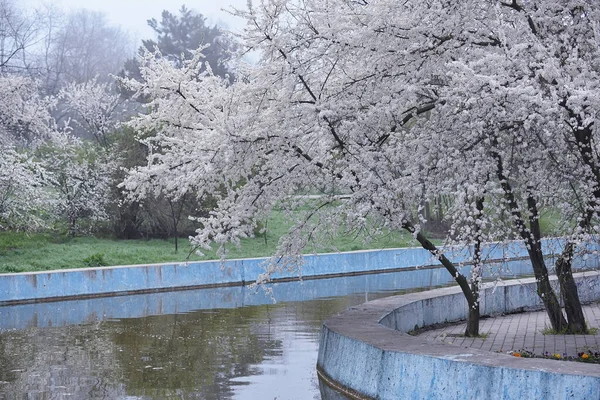 公園内の池のほとりに白い花を咲かせる桜 早春の霧の朝 — ストック写真