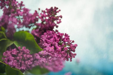 Çiy damlalı leylak dalı, ışıl ışıl parlayan, sanatsal fotoğraf ve çok yumuşak seçici bir odak. Sanatsal bir fikir için sığ alan derinliği.