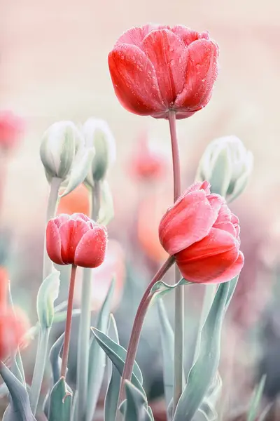Нежные Розовые Белые Тюльпаны Саду — стоковое фото