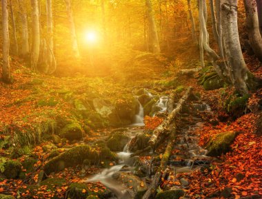 Parlak bir sonbahar kayın ormanında taşların arasında küçük bir şelale. Uzun pozlama