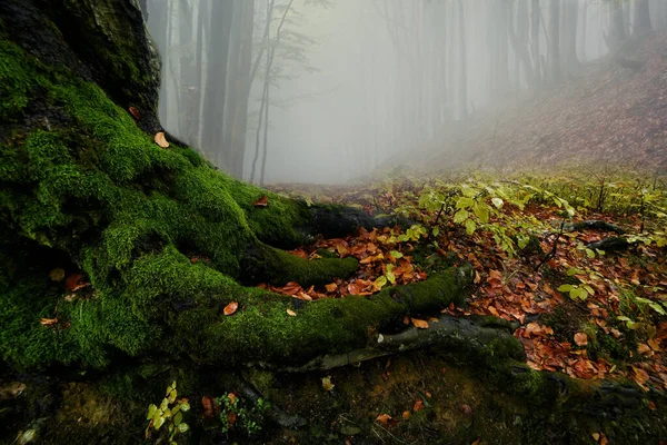 Mystical Roots Huge Beech Overgrown Moss Misty Autumn Forest — Stock fotografie