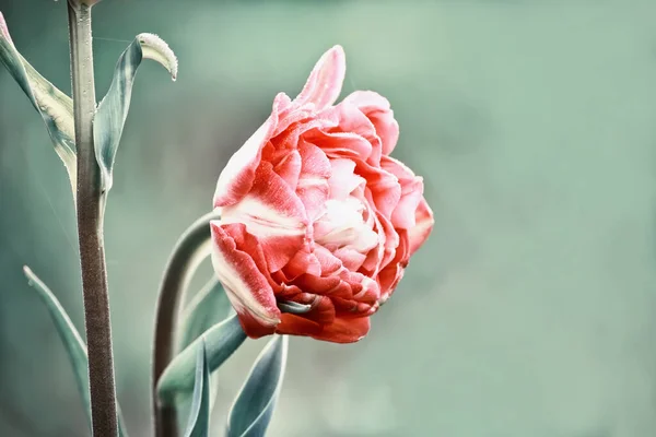 Zarte Rosa Tulpen Garten Vor Natürlichem Grünen Hintergrund Jahrgangsstil — Stockfoto
