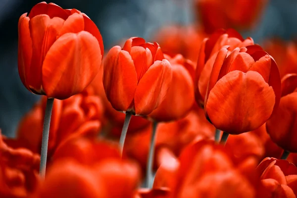 Яркие Цветы Красные Тюльпаны Естественном Фоне — стоковое фото