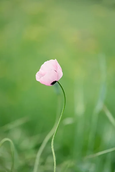 Papoula Selvagem Rosa Flor Delicada Talo Fino Prado Verde Foco — Fotografia de Stock