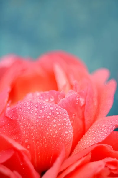 Różowy Kwiat Piwonii Krople Rosy Niebieskim Tle Artystyczne Zdjęcie Miękkim — Zdjęcie stockowe