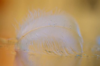 Su damlacıkları içinde bir tüy. çok yumuşak seçici odak.