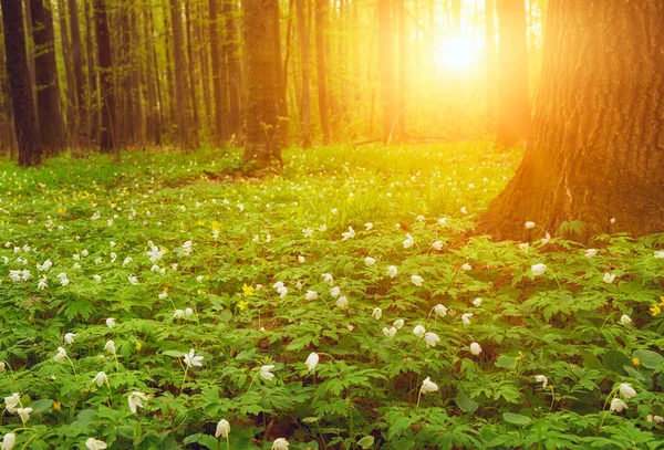 Manhã Cedo Floresta Primavera Floresta Primavera Verde Com Clareiras Primaveras — Fotografia de Stock