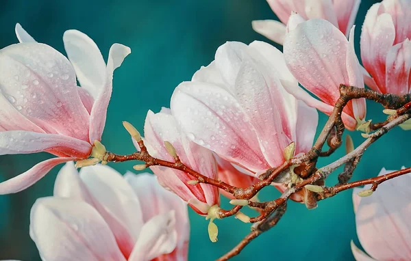 Ветви Прекрасными Розовыми Цветками Магнолии Весеннем Саду — стоковое фото