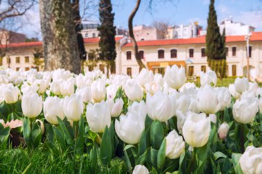 Baharda parkta çiçek açan laleler. İstanbul. Türkiye.