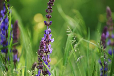 Yeşil bir çayırda narin leylak çiçekleri. yumuşak nazik seçici odak.