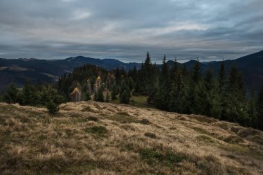 Sonbahar bulutlu manzarası. Firavun ağaçları, dağlarda sarı ağaçlar ve dramatik gökyüzü. Dramatik, klasik mistik fotoğraf..