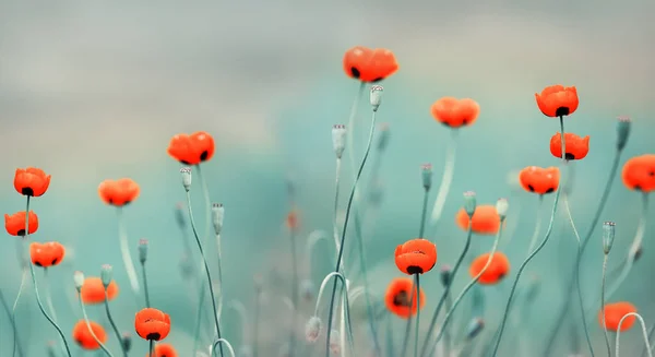 Amapolas Rojas Silvestres Campo Naturaleza Aire Libre Enfoque Selectivo Suave —  Fotos de Stock