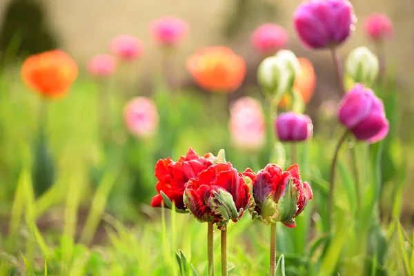 Schöne Tulpenblüten Garten Weiche Selektive Fokussierung Kunstblumenfoto — Stockfoto