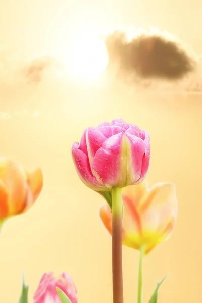 Яркие Цветы Тюльпаны Фоне Заката Оранжевого Неба — стоковое фото