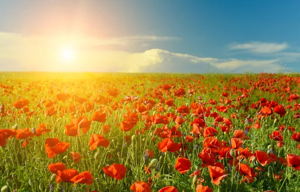 Red Flowers Poppies Rays Sun Field — Fotografia de Stock
