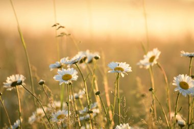 Baharda papatya çiçeği olan bir tarla. Güneş ufuktan siste yükseliyor. Yaz sabahının erken saatlerinde güzel bir manzara.