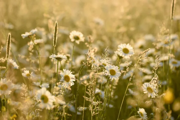 Campo Con Camomilla Fiori Primavera Sole Che Sorge Nella Nebbia — Foto Stock